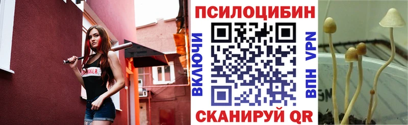 купить наркотик  Каменка  Псилоцибиновые грибы мицелий 